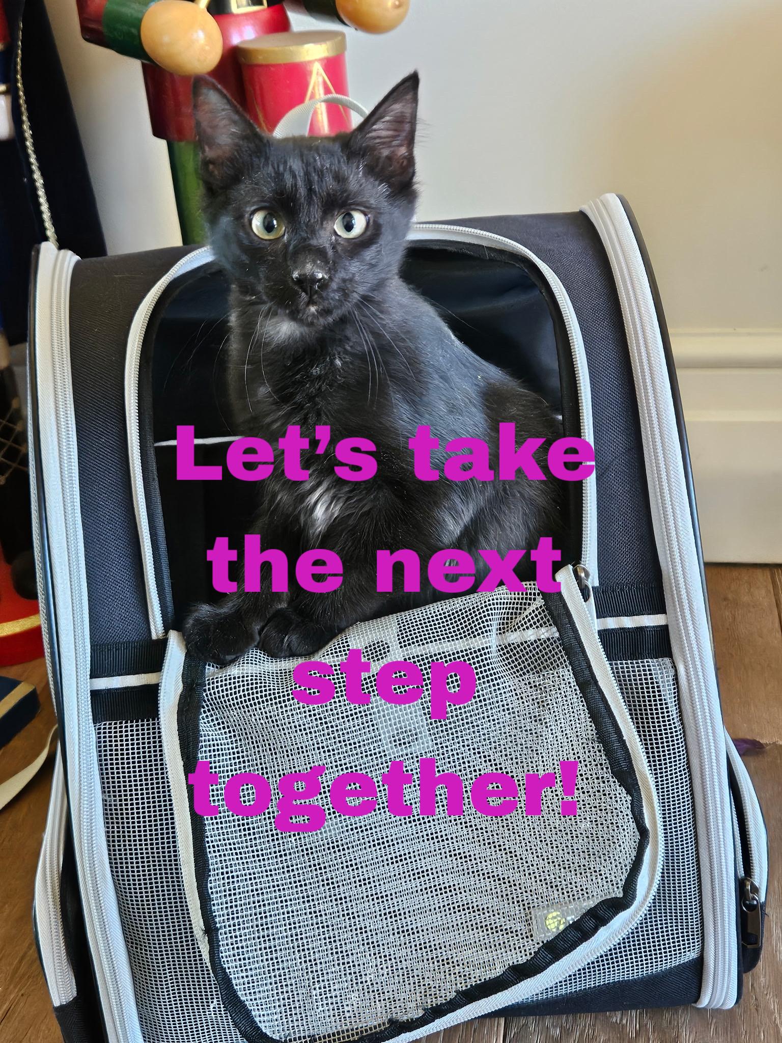 Enlarge Sir Sammy of the Storm Drain, an adopted Domestic Long Hair in Boston, MA image 1/4