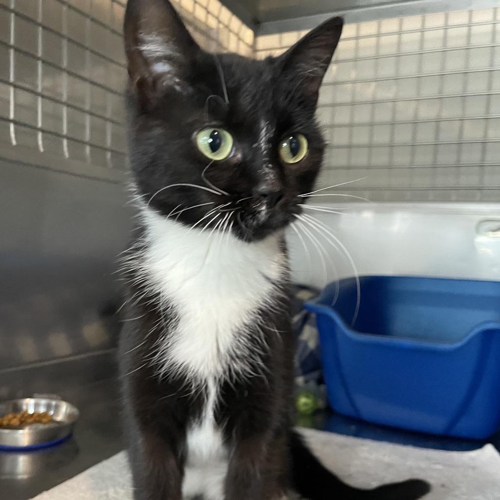 Sass-parilla, Adoptable, Young Female Domestic Short Hair.