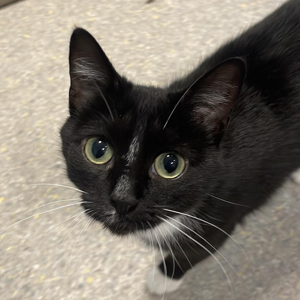 Sass-parilla, a Adoptable Domestic Short Hair in South Haven, MI image 2/6