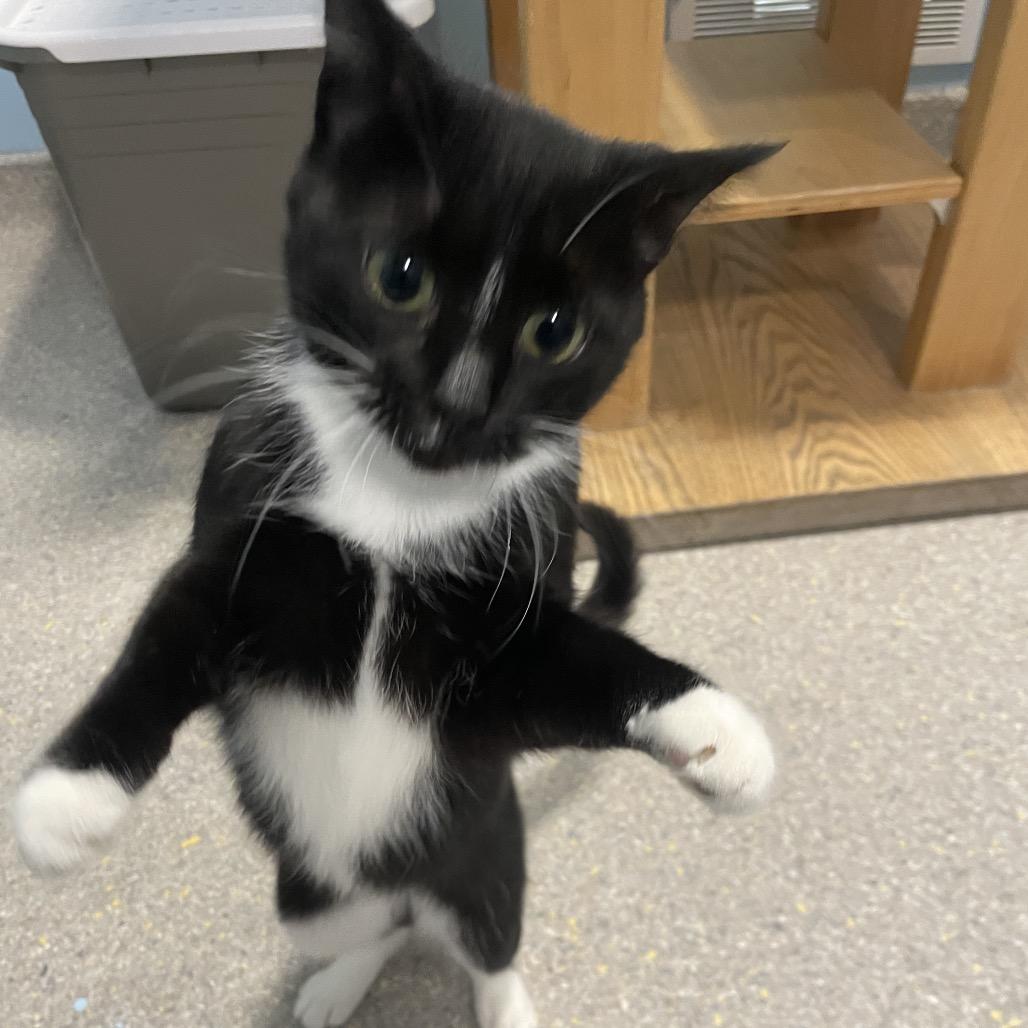 Sass-parilla, a Adoptable Domestic Short Hair in South Haven, MI image 3/6