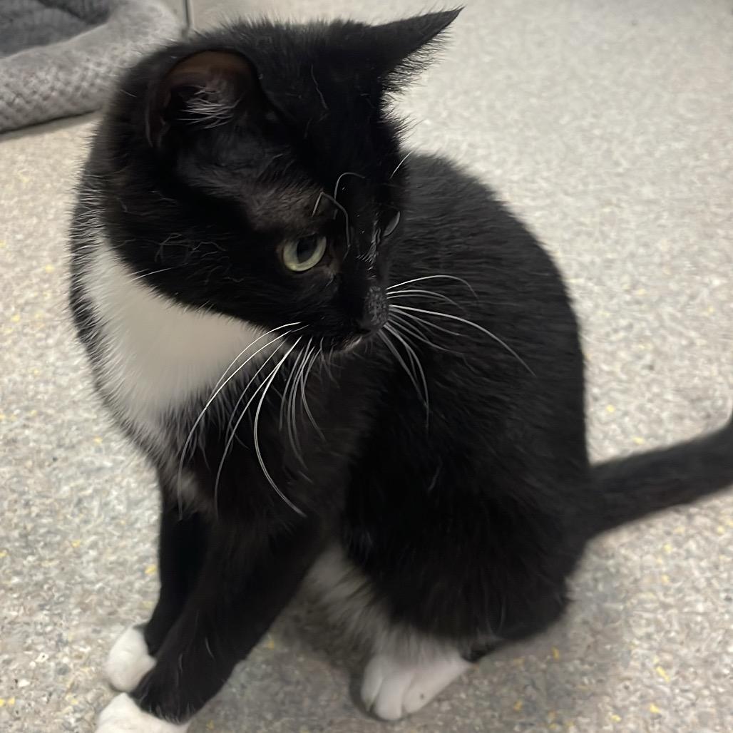 Sass-parilla, a Adoptable Domestic Short Hair in South Haven, MI image 4/6