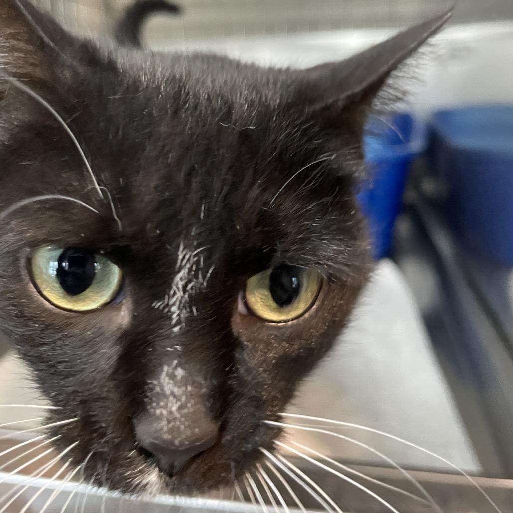 Enlarge Sass-parilla, a Adoptable Domestic Short Hair in South Haven, MI image 2/3
