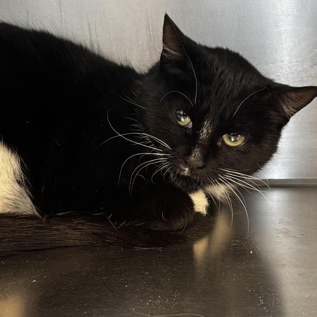 Enlarge Sass-parilla, a Adoptable Domestic Short Hair in South Haven, MI image 3/3