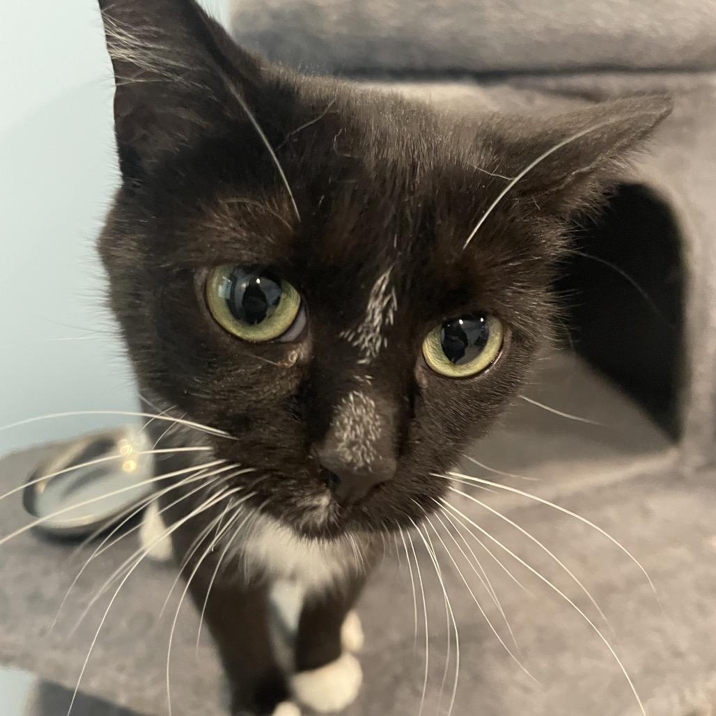 Sass-parilla, a Adoptable Domestic Short Hair in South Haven, MI image 6/6