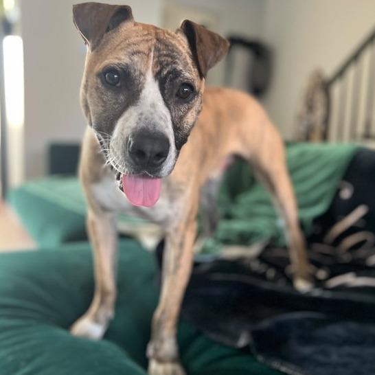 Declan *1/2 price adoption fee*, a Adoptable mixed breed in New York, NY image 2/6