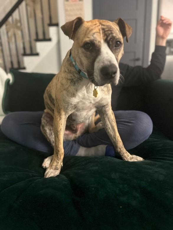 Declan *1/2 price adoption fee*, a Adoptable mixed breed in New York, NY image 3/6