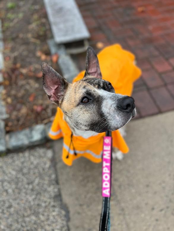 Declan *1/2 price adoption fee*, a Adoptable mixed breed in New York, NY image 4/6