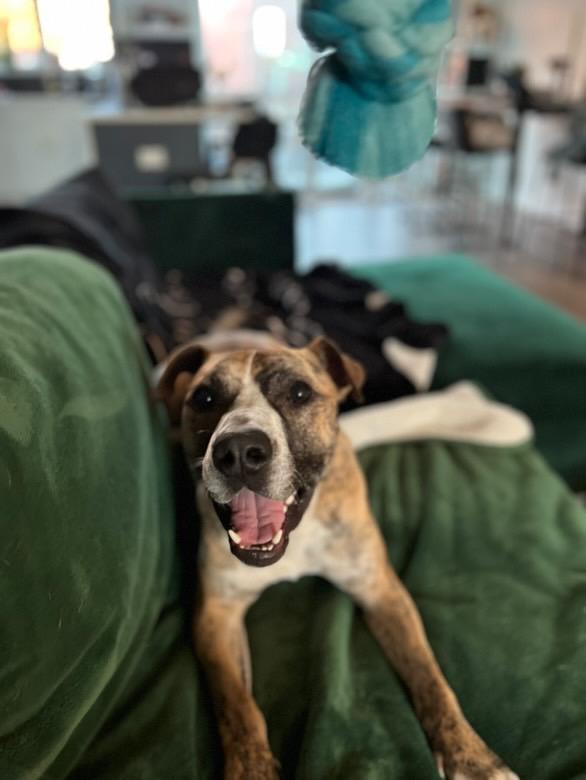 Declan *1/2 price adoption fee*, a Adoptable mixed breed in New York, NY image 5/6