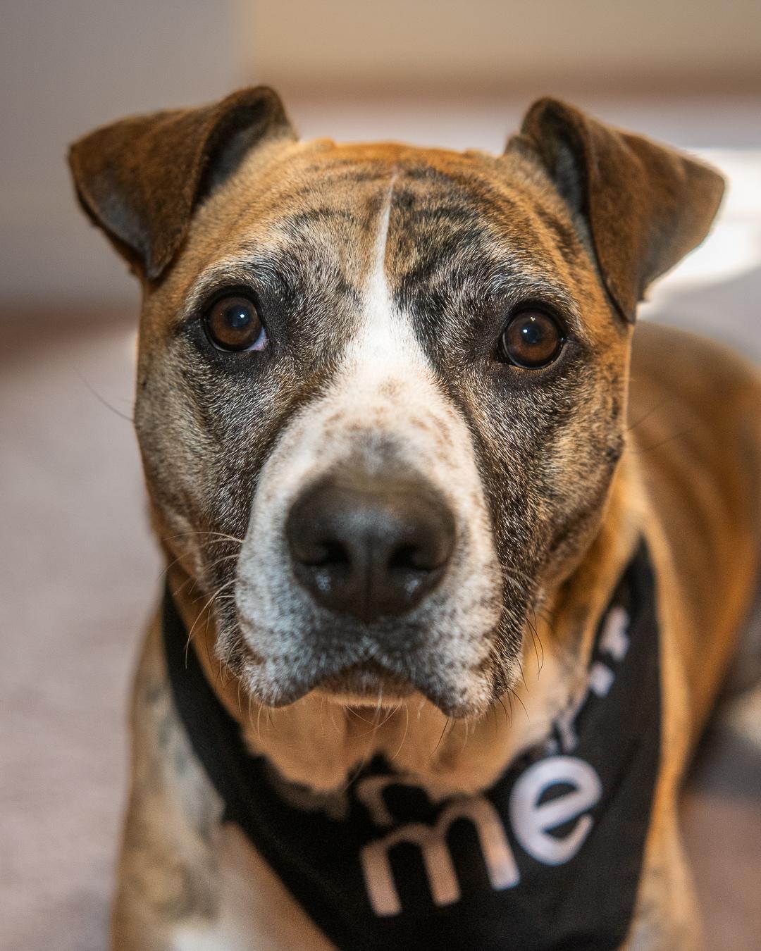 Enlarge Declan *sponsored adoption fee*, a Adoptable mixed breed in Forest Hills, NY image 6/6