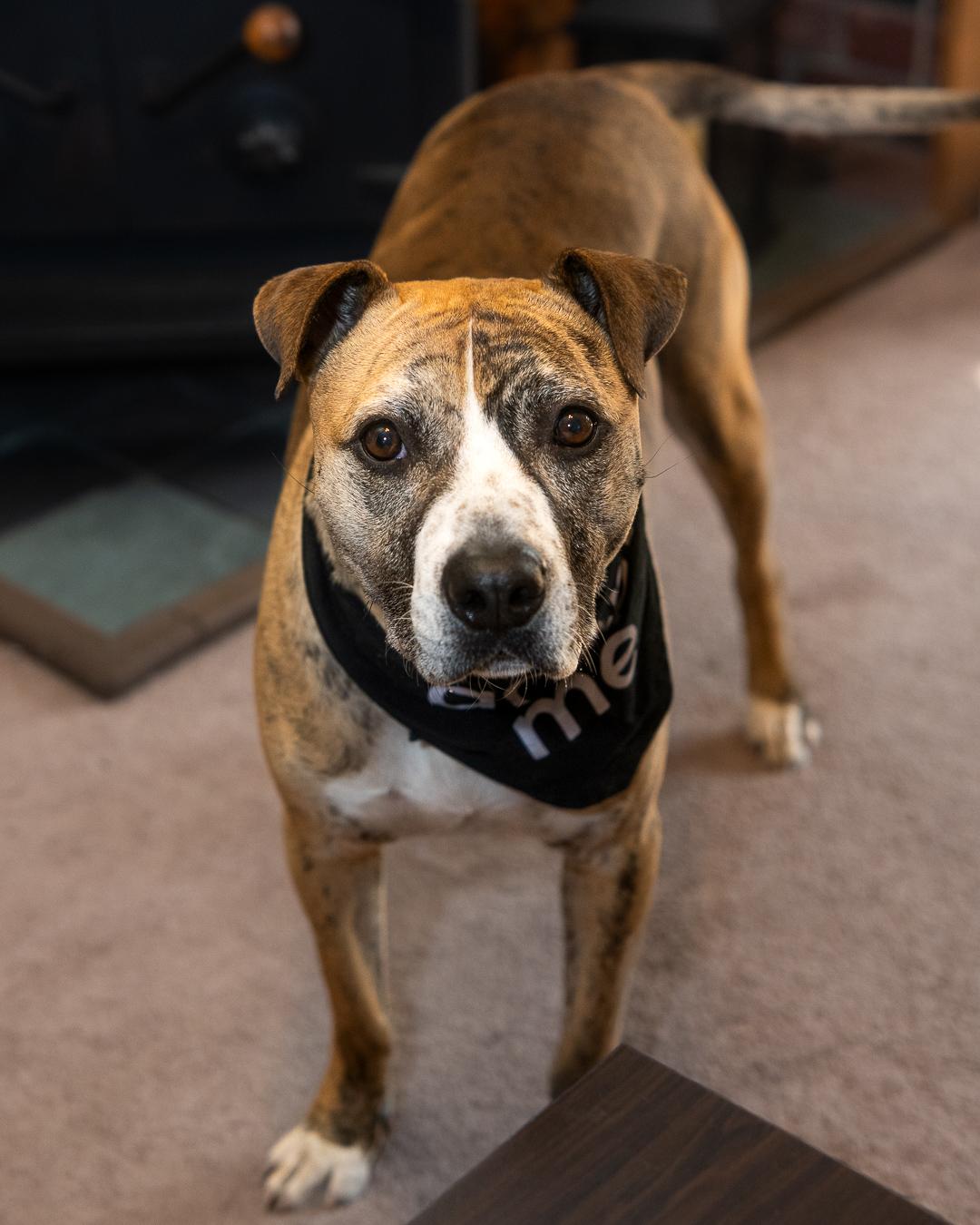 Enlarge Declan *sponsored adoption fee*, a Adoptable mixed breed in Forest Hills, NY image 5/6