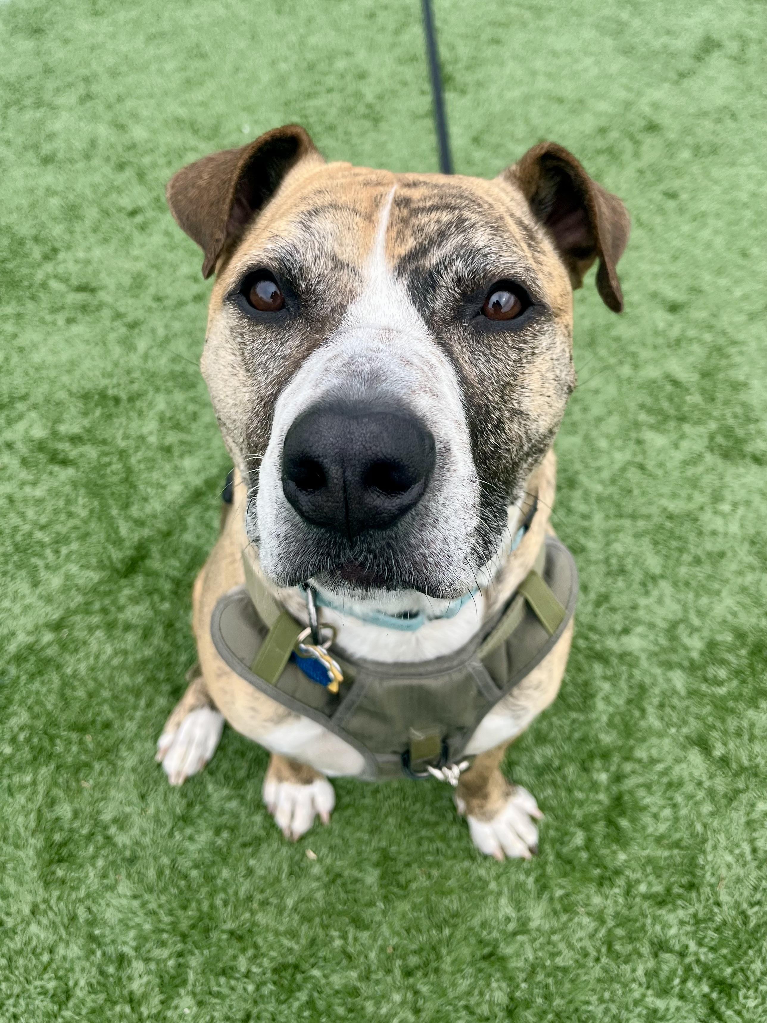 Enlarge Declan *sponsored adoption fee*, a Adoptable mixed breed in Forest Hills, NY image 1/6