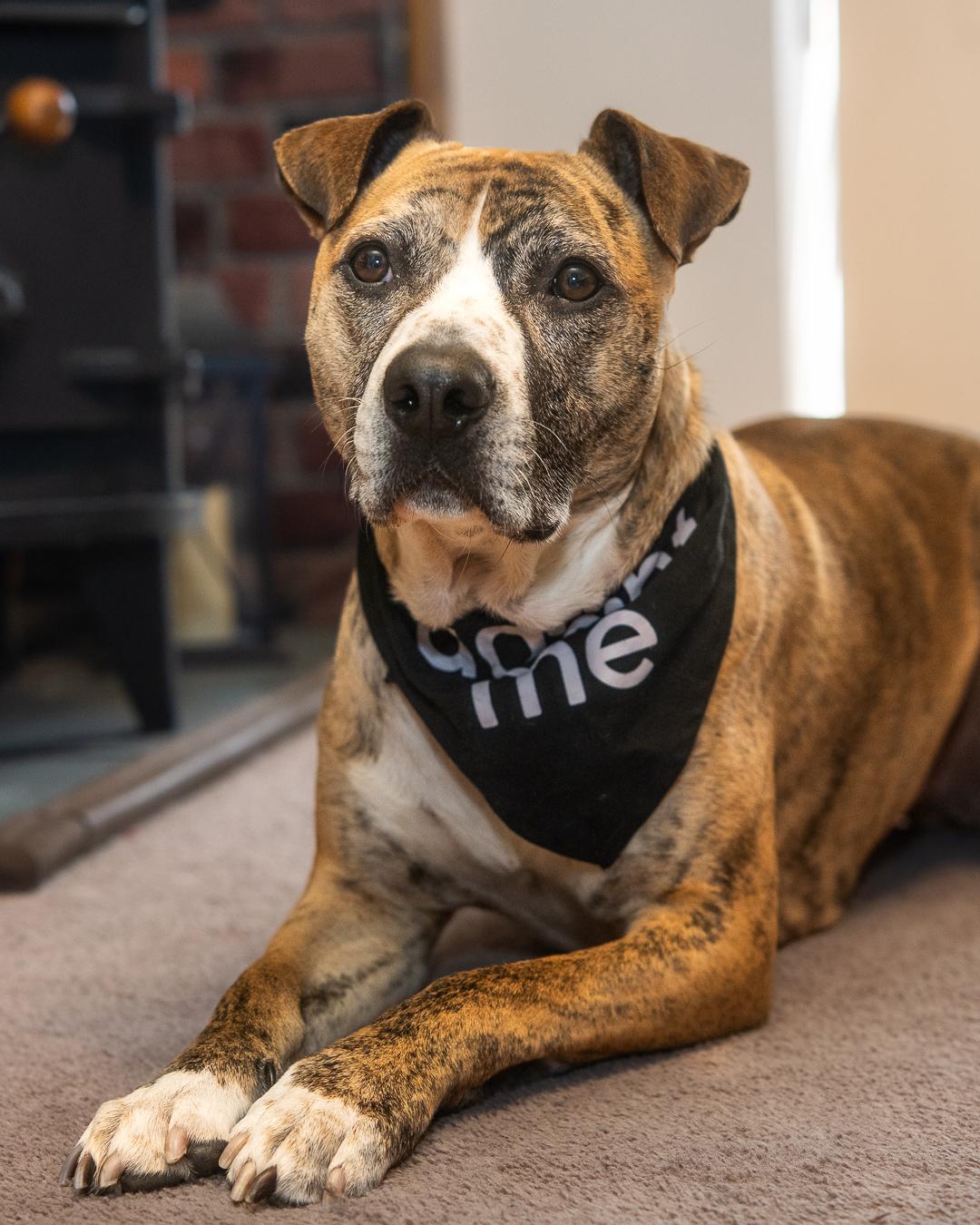 Declan *sponsored adoption fee*, Adoptable, Young Male Pit Bull Terrier & American Staffordshire Terrier.