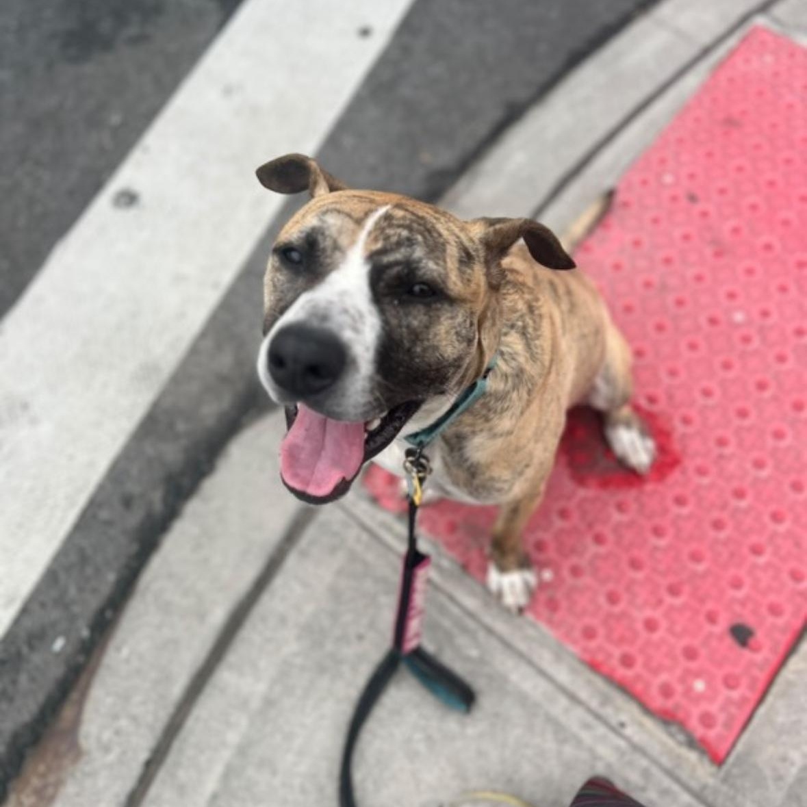 Enlarge Declan *sponsored adoption fee*, a Adoptable mixed breed in Forest Hills, NY image 5/6