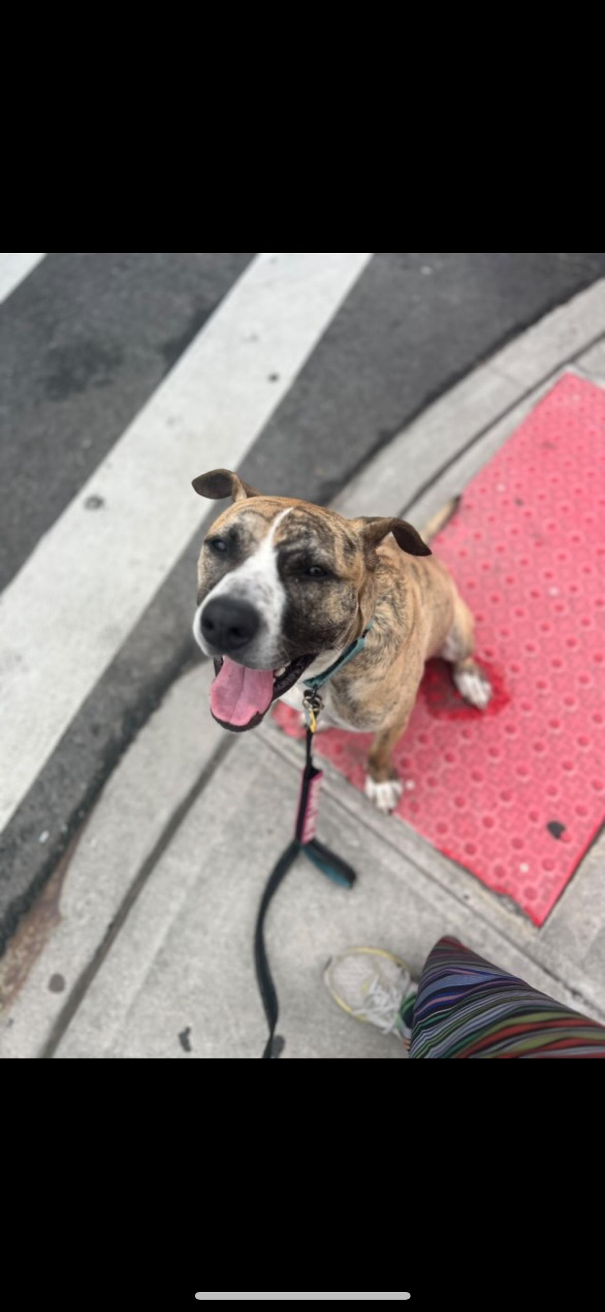 Declan *1/2 price adoption fee*, a Adoptable mixed breed in New York, NY image 6/6