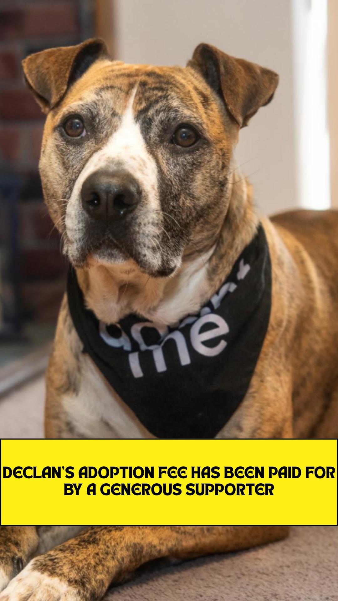 Declan *sponsored adoption fee*, a Adoptable mixed breed in Forest Hills, NY image 1/6