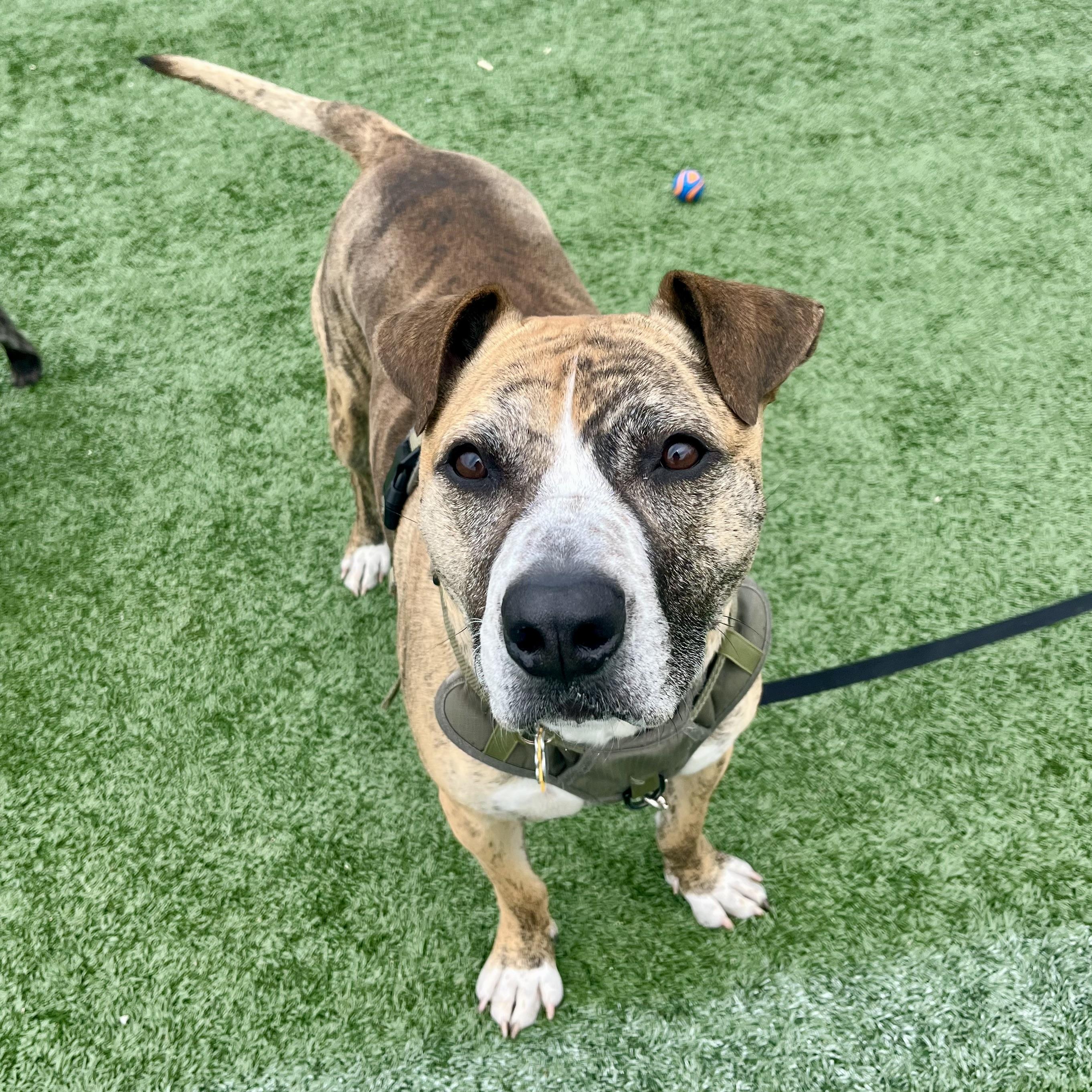 Enlarge Declan *sponsored adoption fee*, a Adoptable mixed breed in Forest Hills, NY image 6/6