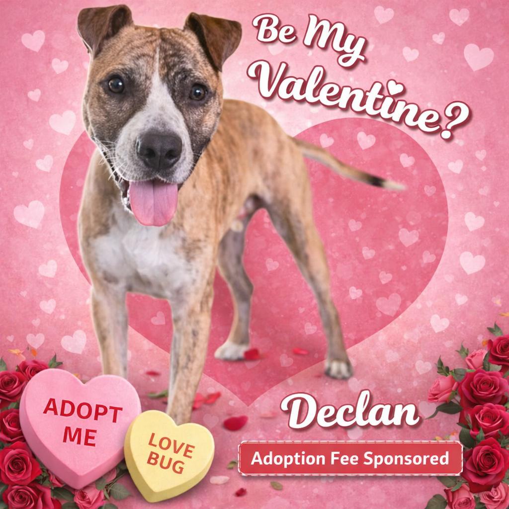 Declan *sponsored adoption fee*, Adoptable, Young Male Pit Bull Terrier & American Staffordshire Terrier.