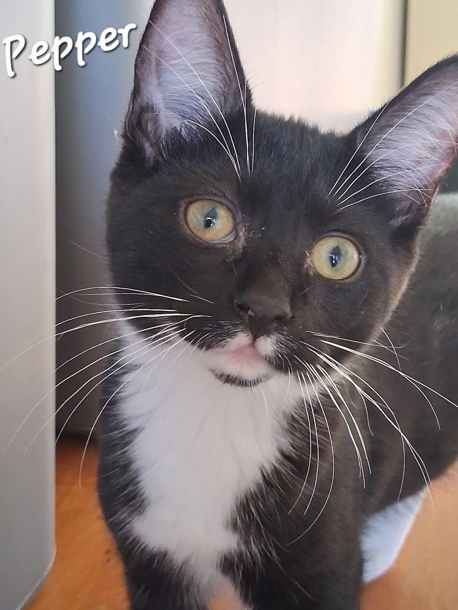 Enlarge Pepper, a Adoptable Tuxedo in Little River, SC image 1/2