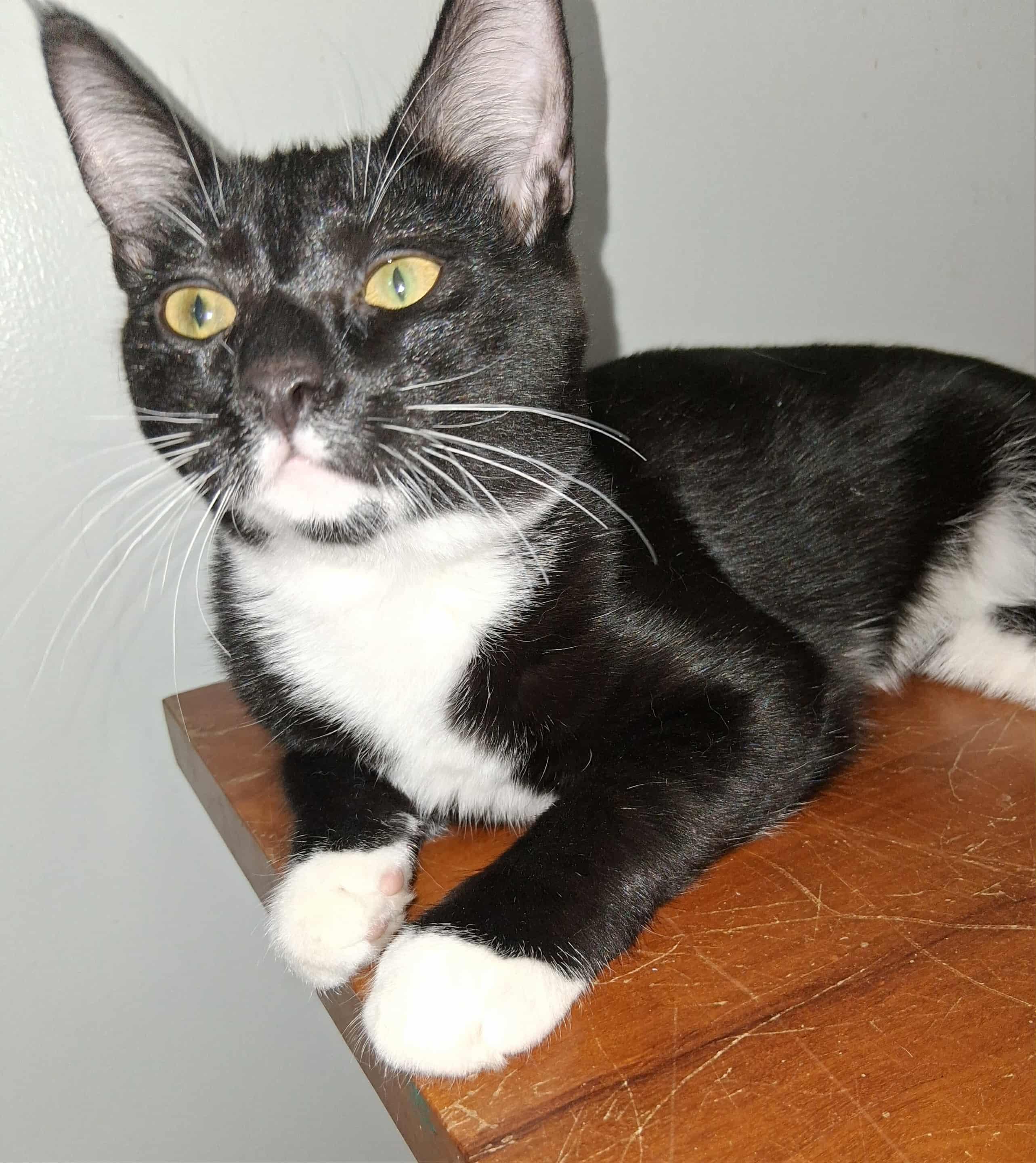 Enlarge Pepper, a Adoptable Tuxedo in Little River, SC image 2/2