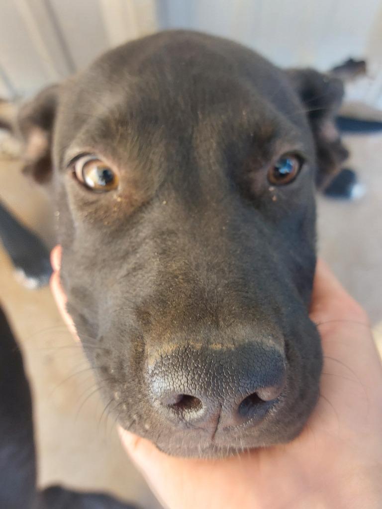 Enlarge Ferrari, a Adoptable mixed breed in Brownwood, TX image 1/1