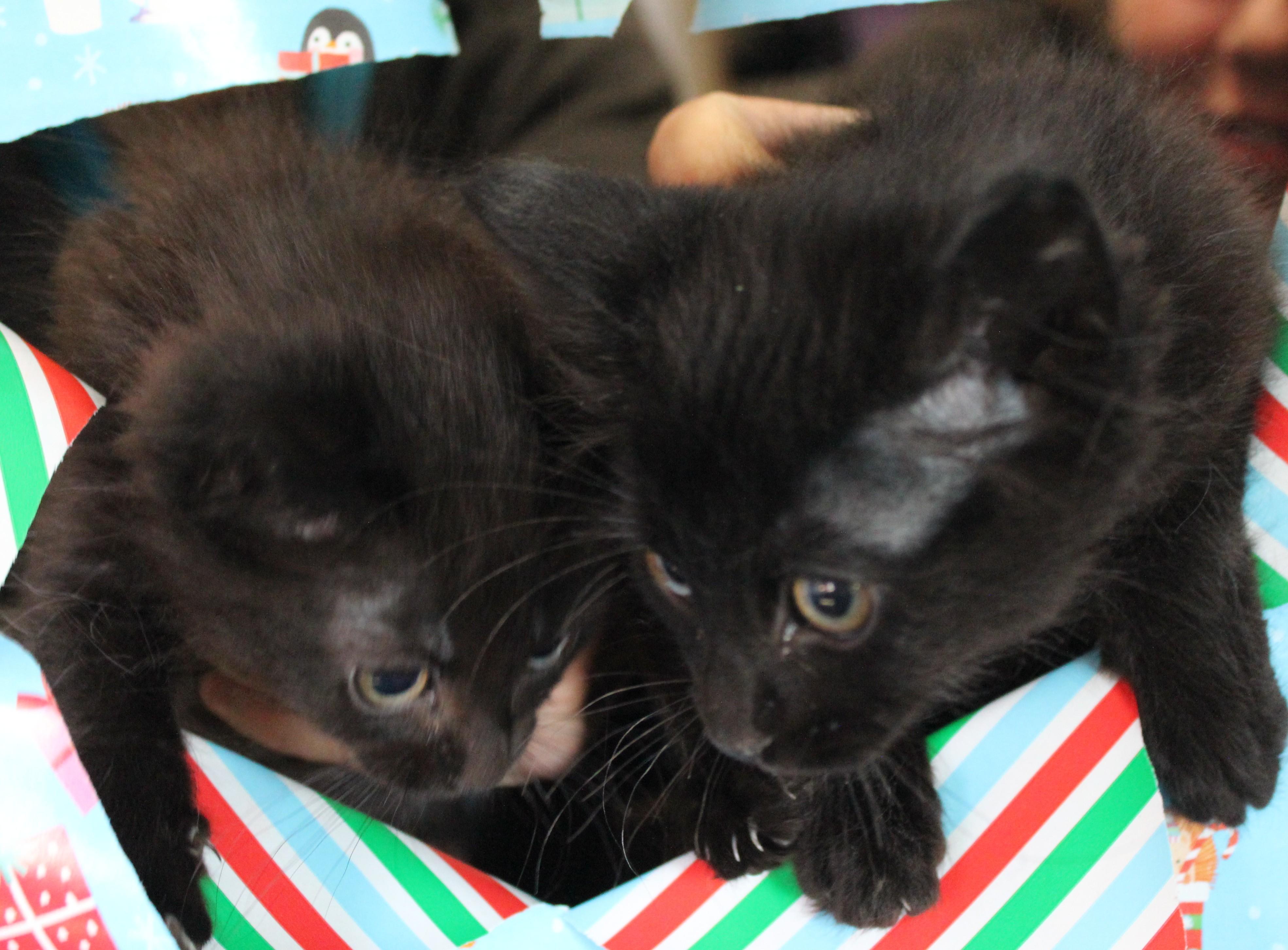 Enlarge Purrdy, an adopted Domestic Medium Hair in Temple, TX image 2/4