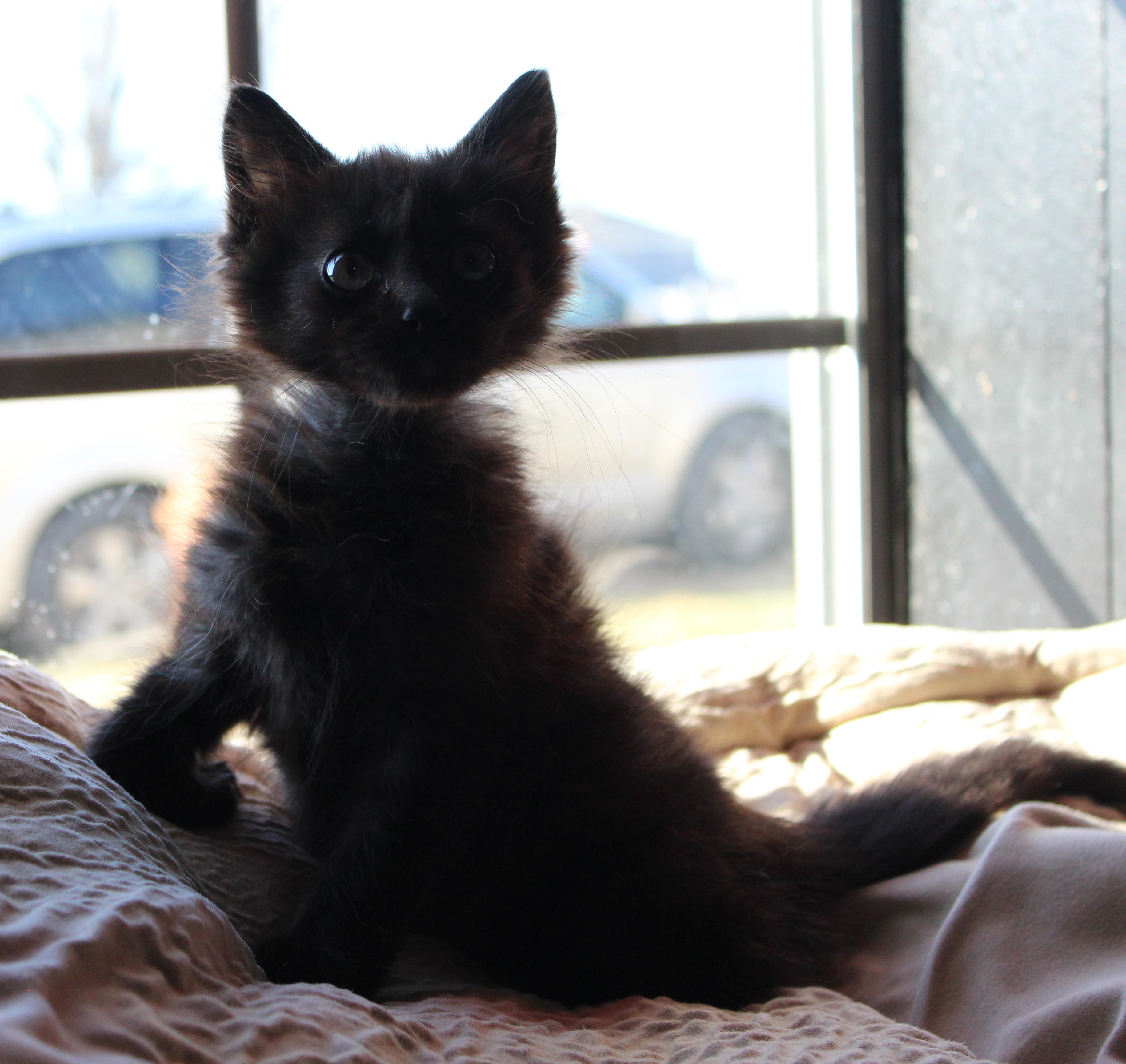 Enlarge Purrdy, an adopted Domestic Medium Hair in Temple, TX image 3/4