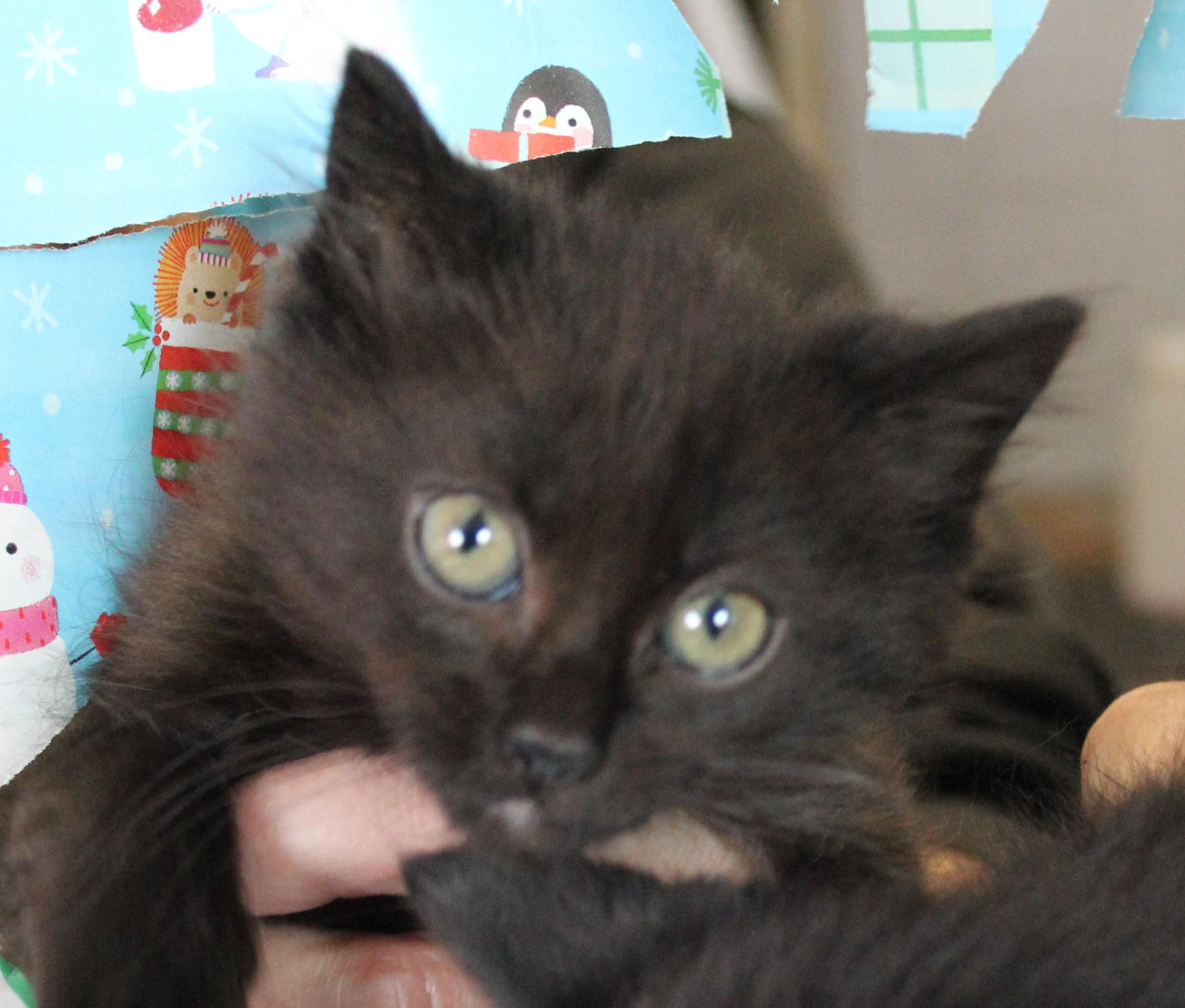 Purrdy, adopted, Kitten Male Domestic Medium Hair.