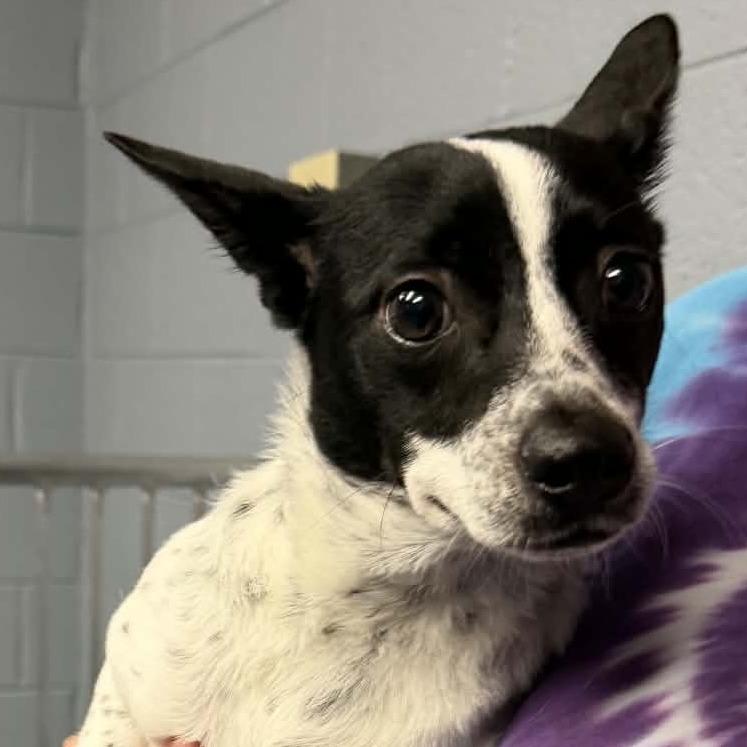 Enlarge Bitsy, a Adoptable mixed breed in Marion, VA image 1/1