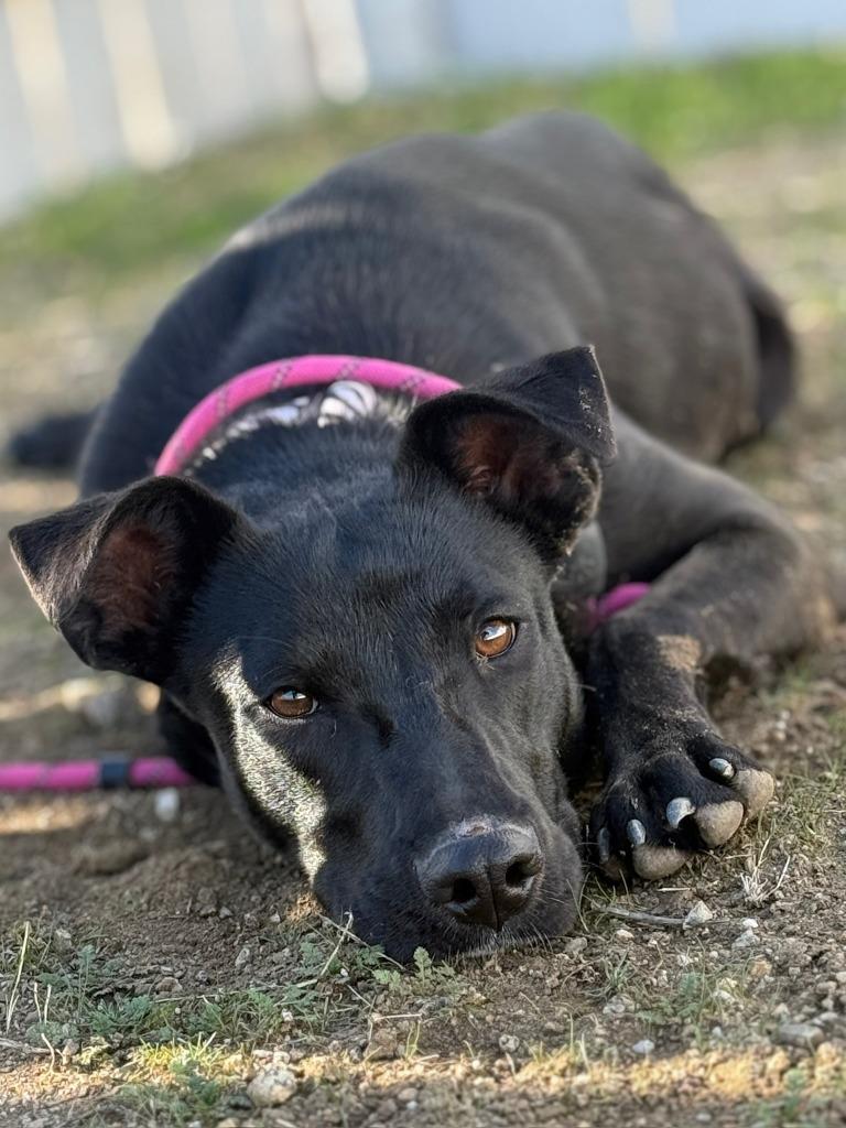 Enlarge Marilyn, a Adoptable mixed breed in Tehachapi, CA image 1/2