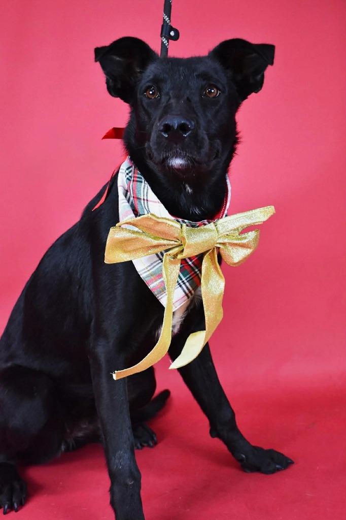 Enlarge Marilyn, a Adoptable mixed breed in Tehachapi, CA image 2/2