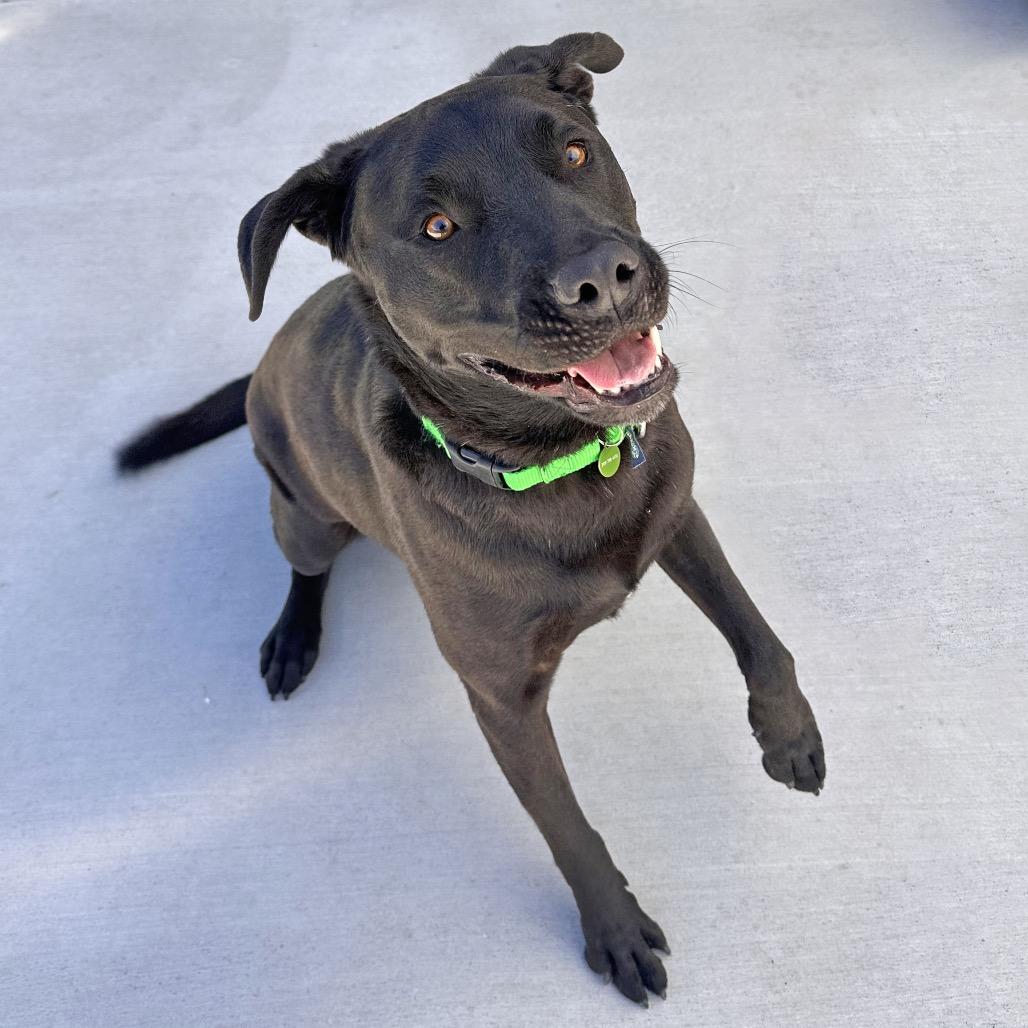Ozzy, a Adoptable Mixed Breed in Hailey, ID image 1/5