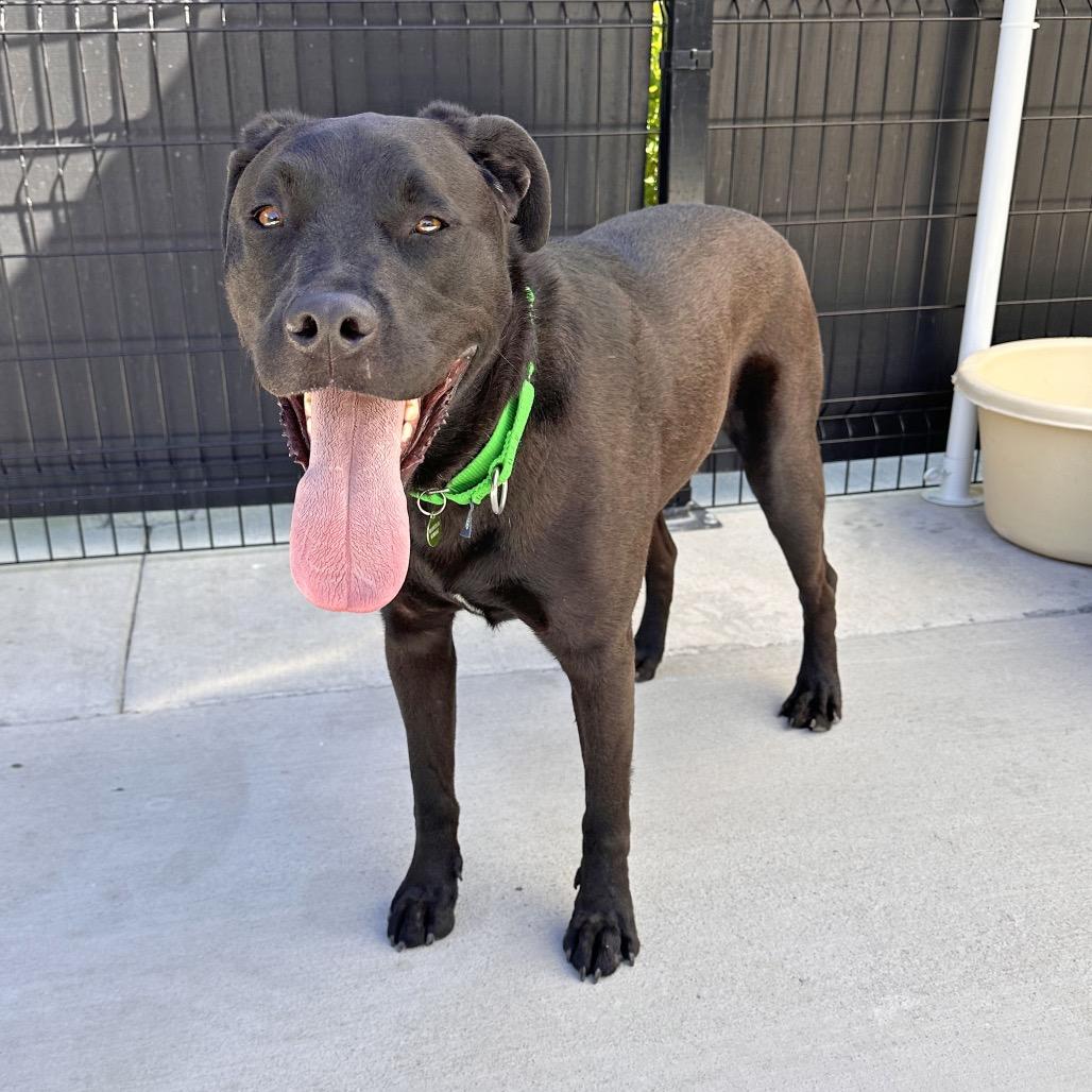 Ozzy, a Adoptable Mixed Breed in Hailey, ID image 2/5