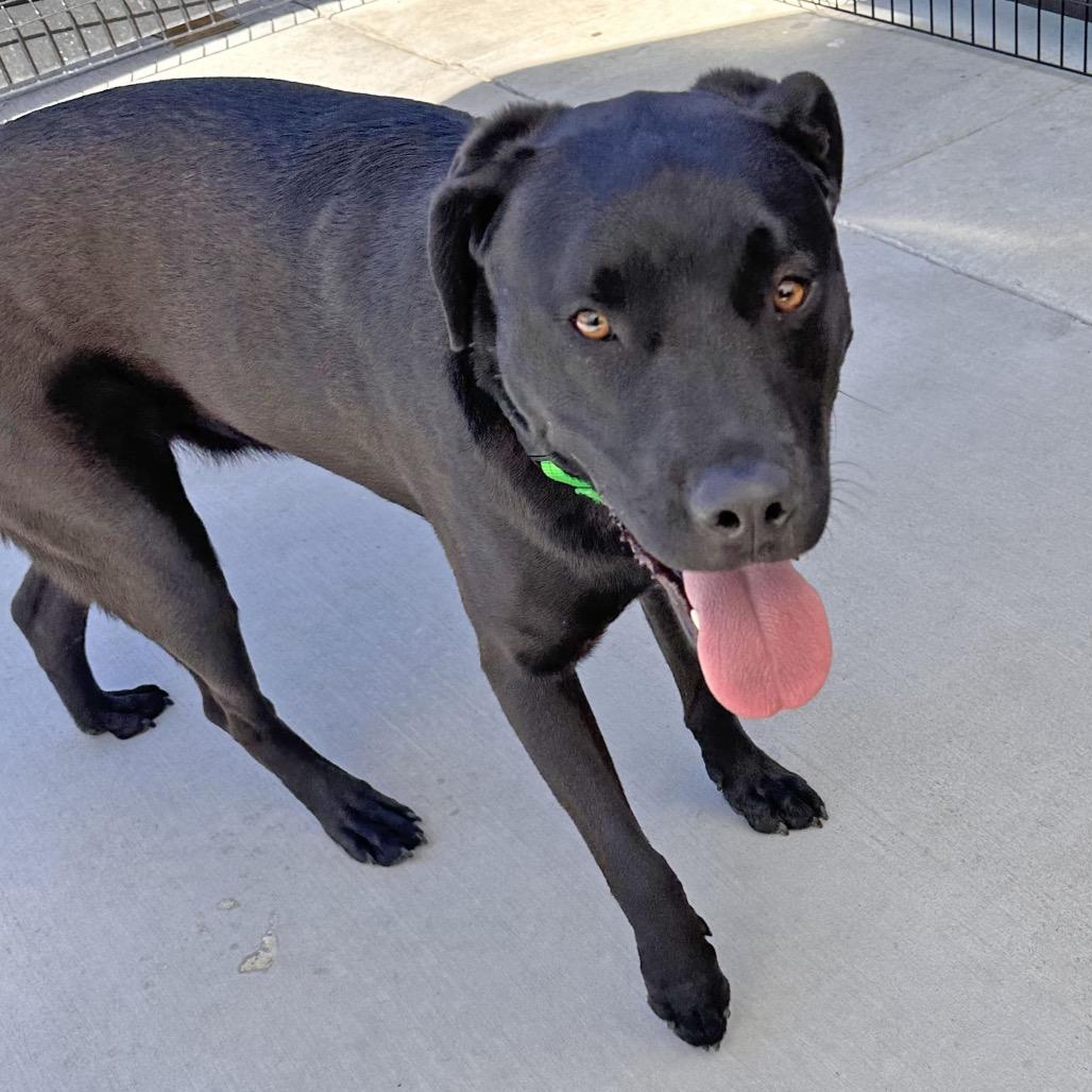 Ozzy, a Adoptable Mixed Breed in Hailey, ID image 3/5