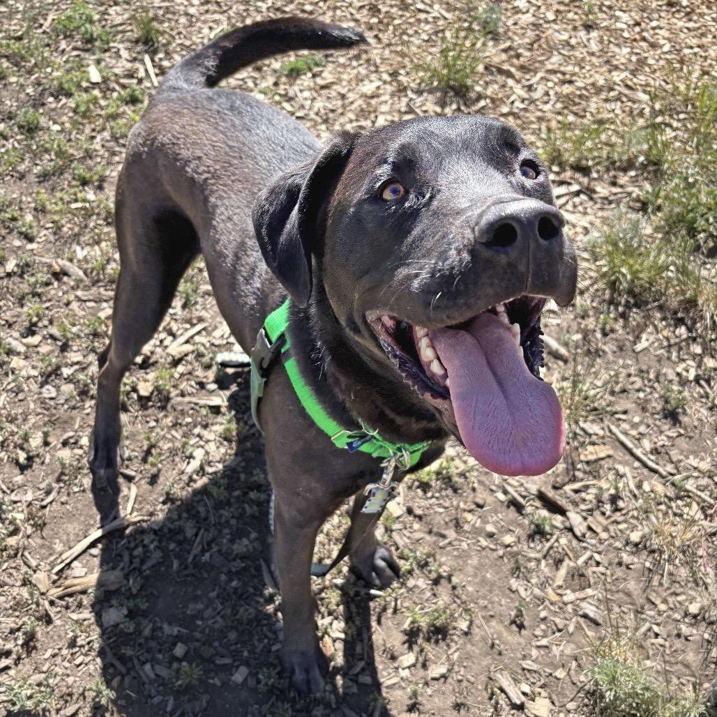 Ozzy, a Adoptable Mixed Breed in Hailey, ID image 4/5