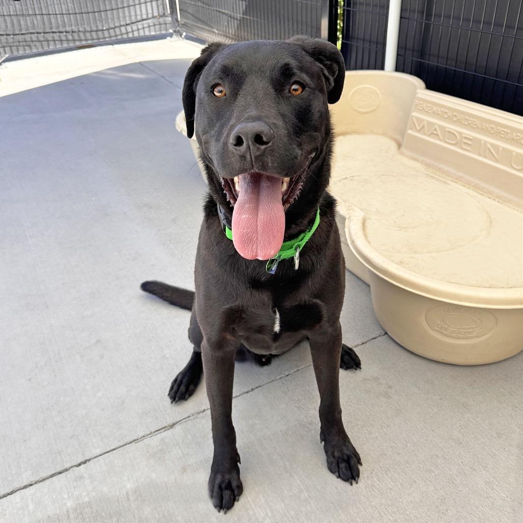 Ozzy, a Adoptable Mixed Breed in Hailey, ID image 5/5