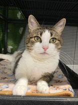 Cece, a Adoptable mixed breed in Toronto, ON image 3/6