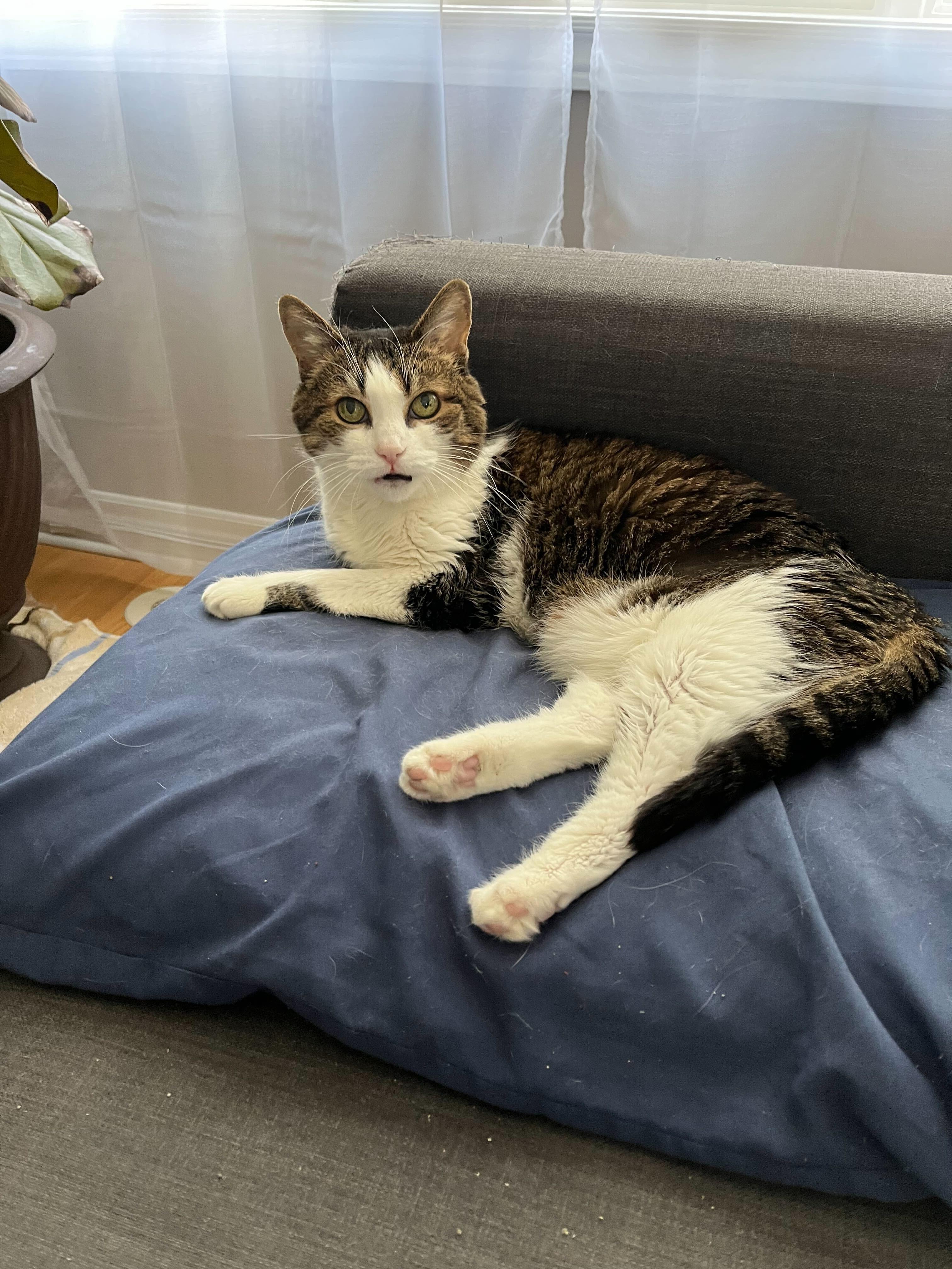 Cece, a Adoptable mixed breed in Toronto, ON image 4/6