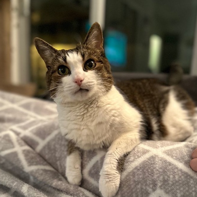 Cece, Adoptable, Senior Female Domestic Short Hair & Tabby.