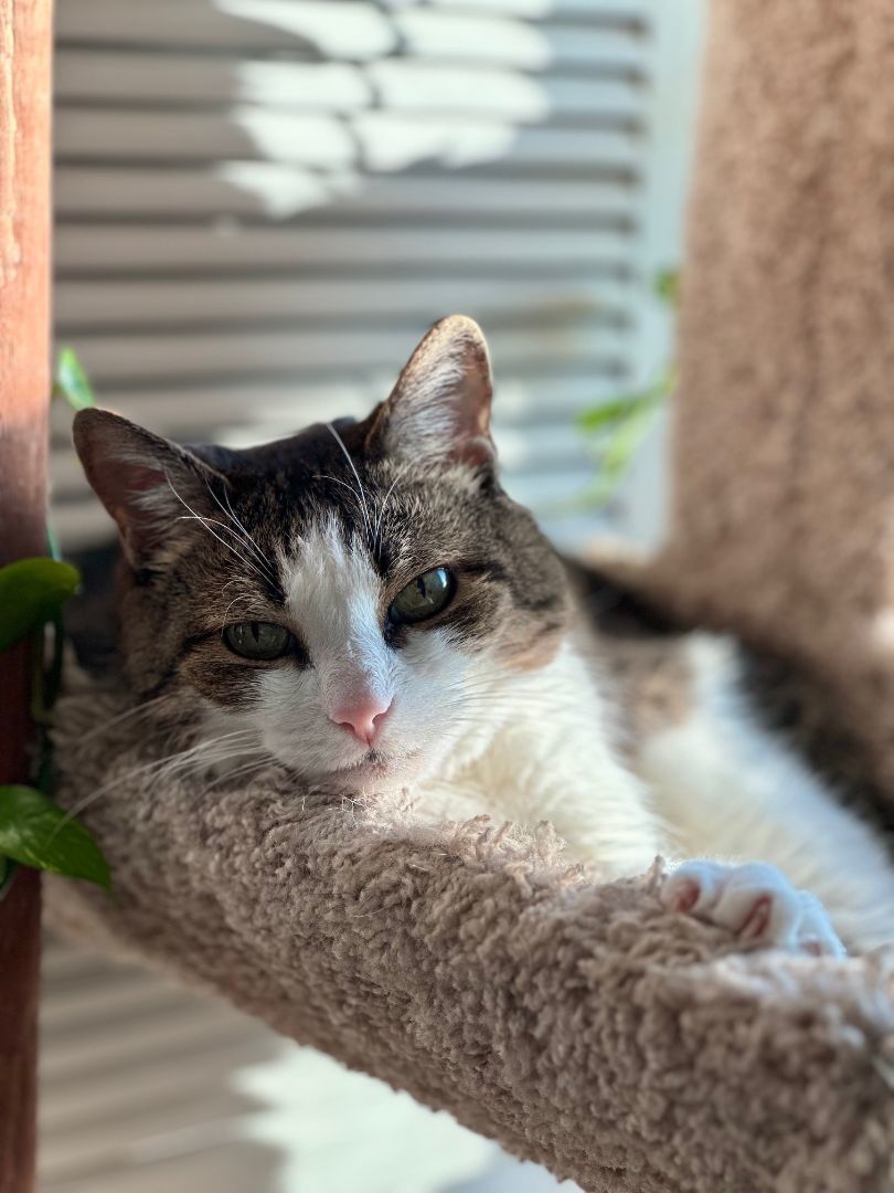 Cece — thumbnail 4