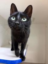 Fable, Adoptable, Young Female Domestic Short Hair.