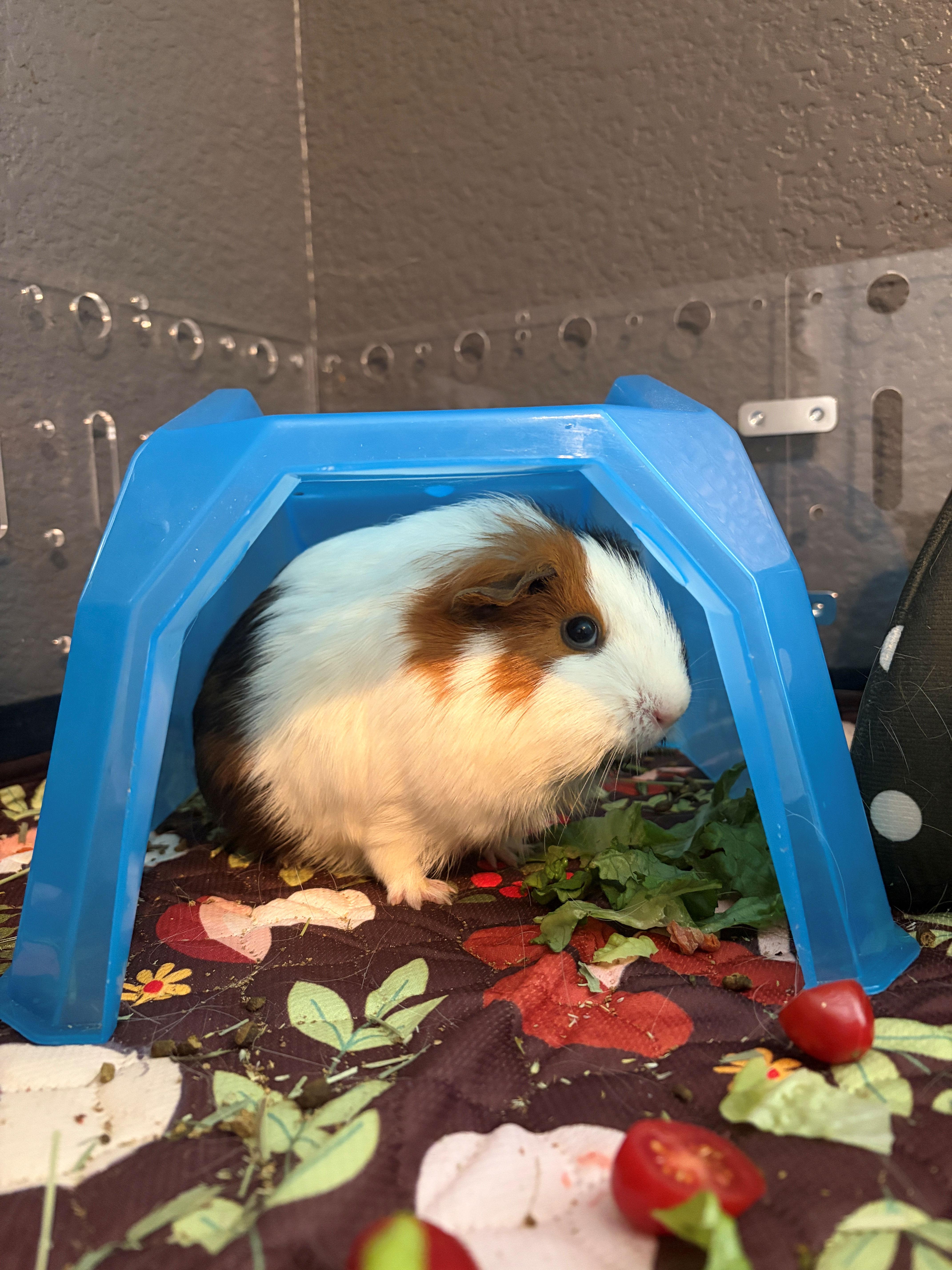 Enlarge Hazel & Butterscotch, a Adopted Guinea Pig in Austin, TX image 1/1