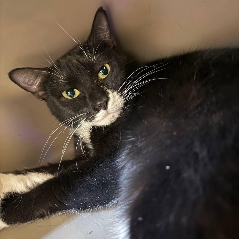 Canyon, Adoptable, Adult Female Domestic Short Hair.