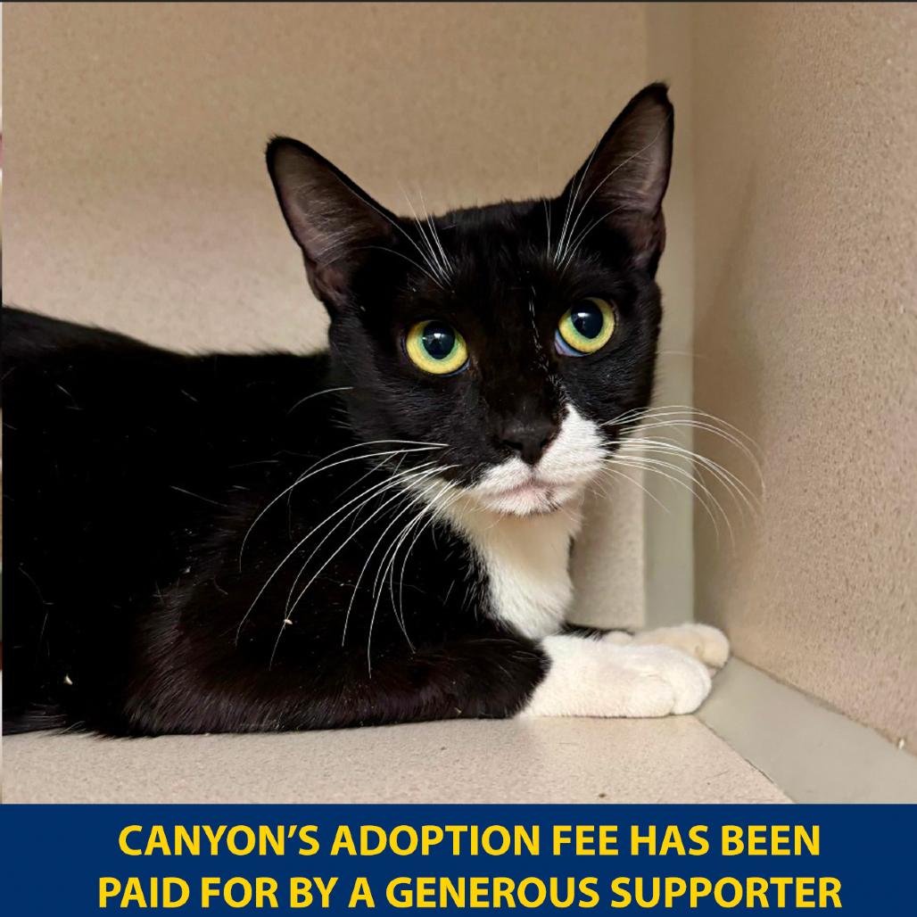 Enlarge Canyon, a Adoptable Domestic Short Hair in New York, NY image 3/3