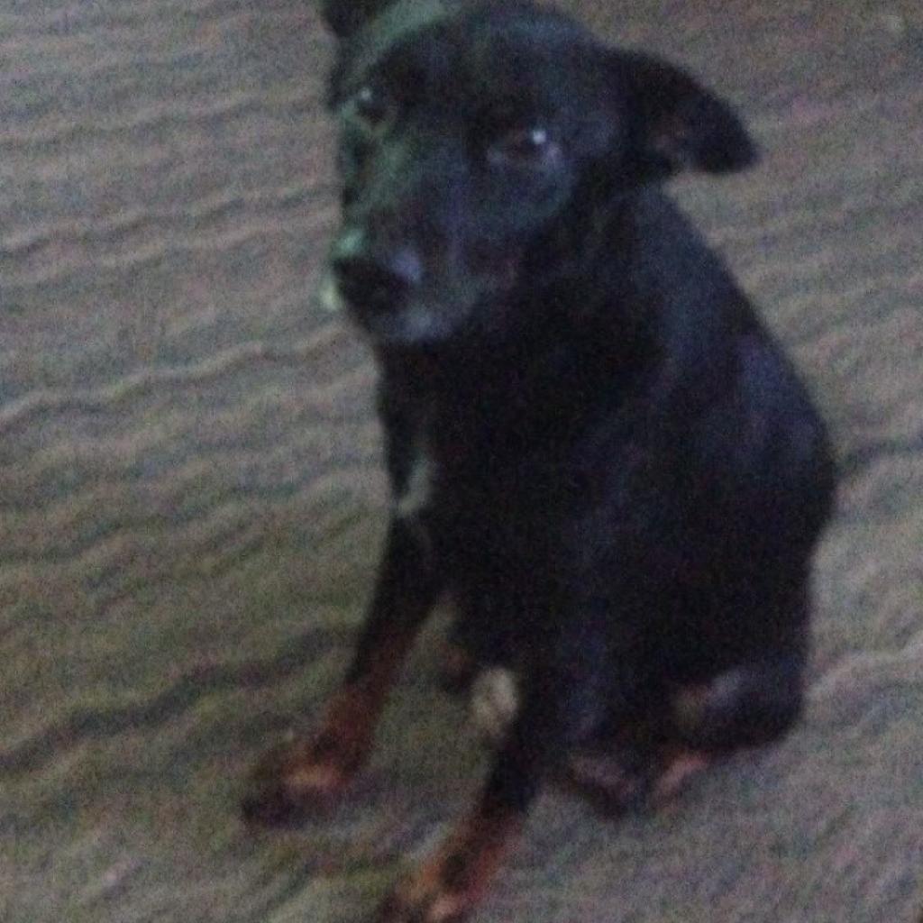 Jazz (Jojo), Adoptable, Adult Female Rat Terrier & Mixed Breed.