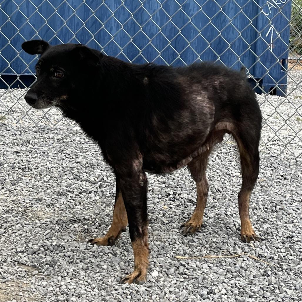 Enlarge Jazz (Jojo), a Adoptable mixed breed in Morganfield, KY image 2/5