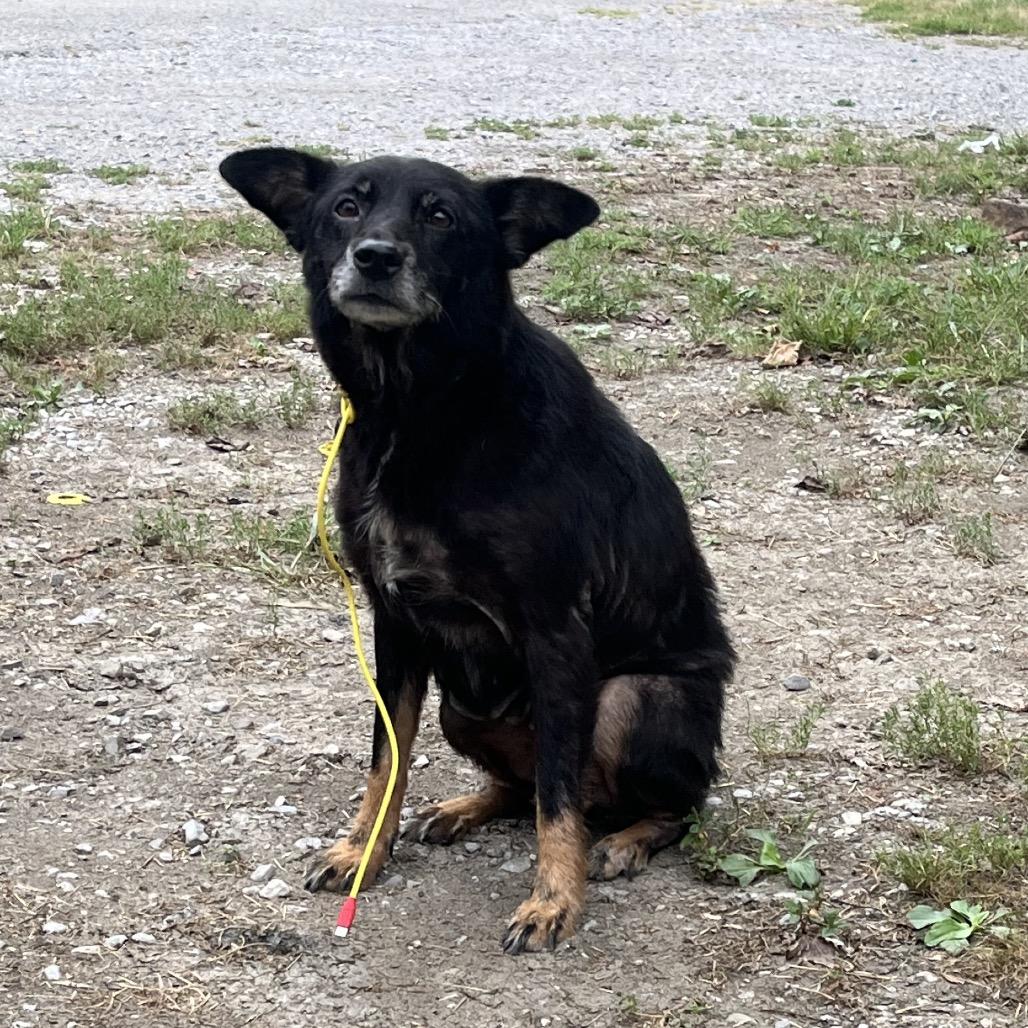 Enlarge Jazz (Jojo), a Adoptable mixed breed in Morganfield, KY image 3/5