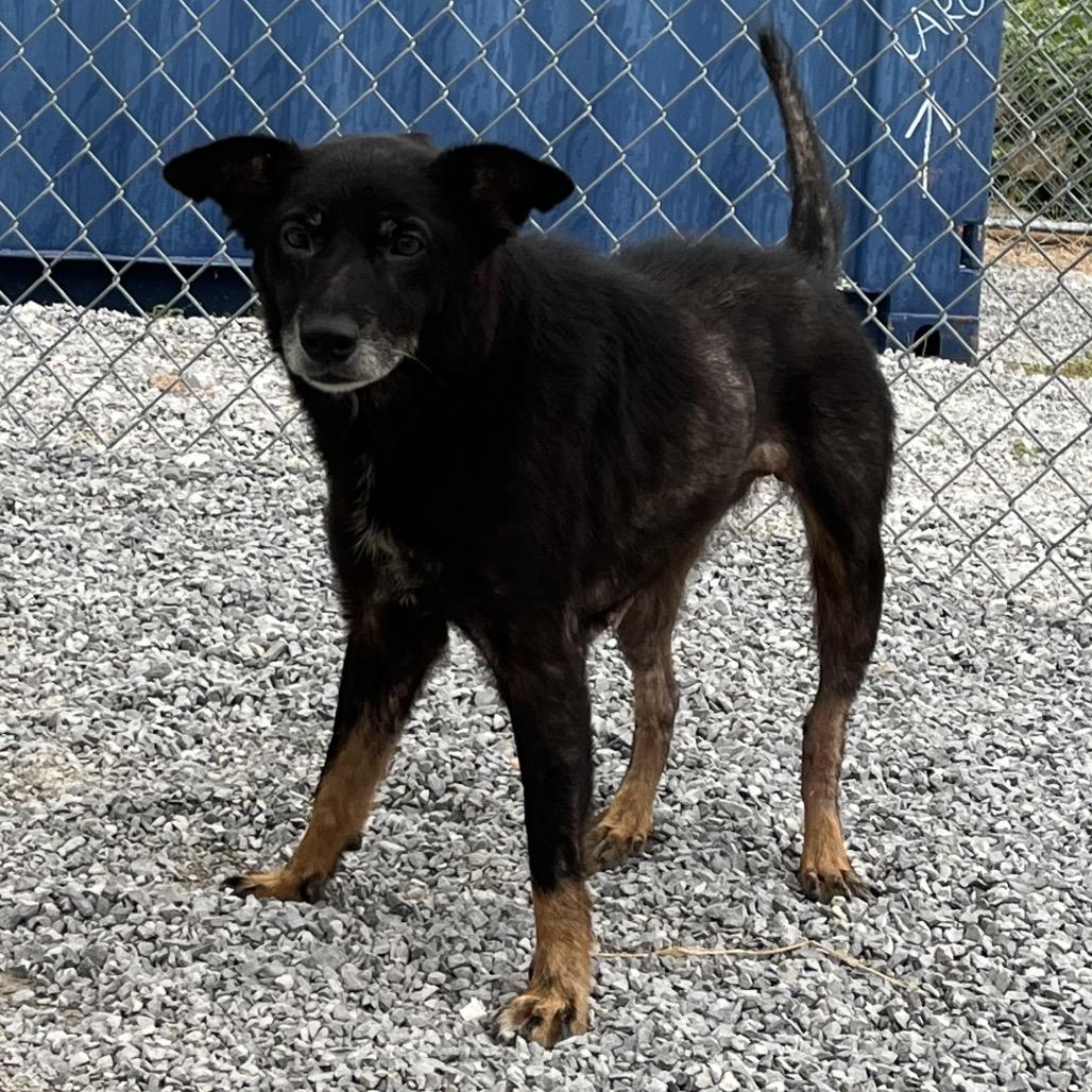 Enlarge Jazz (Jojo), a Adoptable mixed breed in Morganfield, KY image 4/5