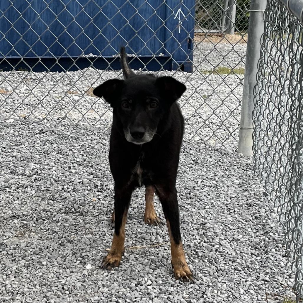 Enlarge Jazz (Jojo), a Adoptable mixed breed in Morganfield, KY image 5/5