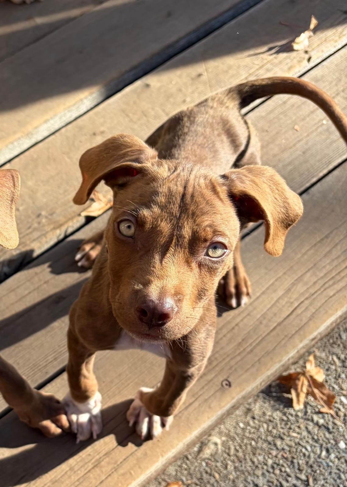 Alvin, Adoptable, Puppy Male Terrier.