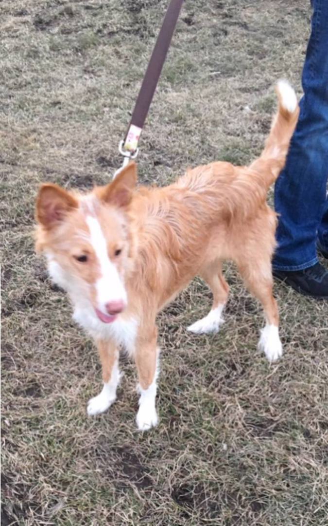 CHLOE (Adopt Pend), Adopted, Young Female Portuguese Podengo.